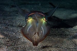 Buceo en la isla de las Hormigas